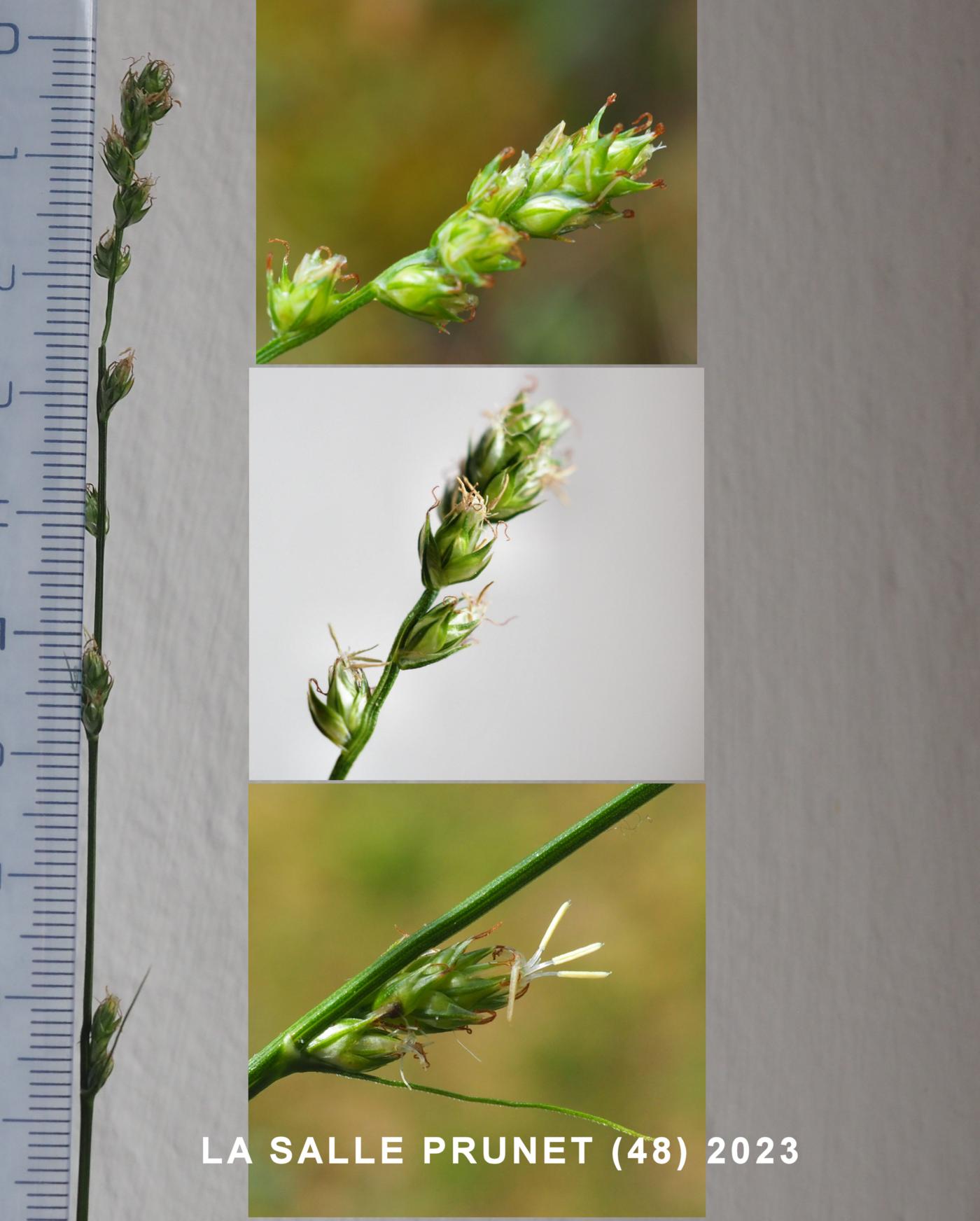 Sedge, Grey flower